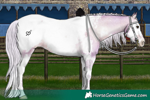 Horse Color:Watercolor White Spotted Silver Sable Champagne Onyx Splash Appaloosa