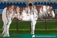 Horse Color:White Spotted Silver Brown