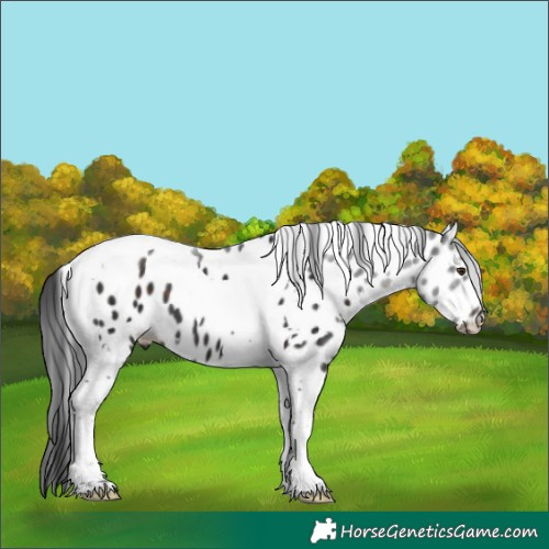 Horse Color:White Spotted Liver Chestnut Tobiano Leopard 
