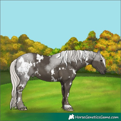 Horse Color:White Spotted Silver Smoky Black 