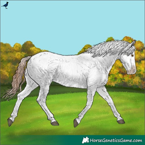 Horse Color:Bay Dun Snowflake Varnish
