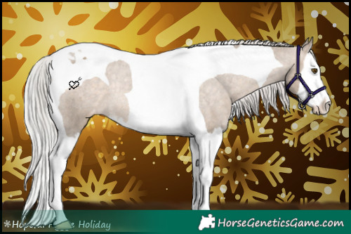 Horse Color:Silver Brown Dun Splash Tobiano Appaloosa Rabicano 