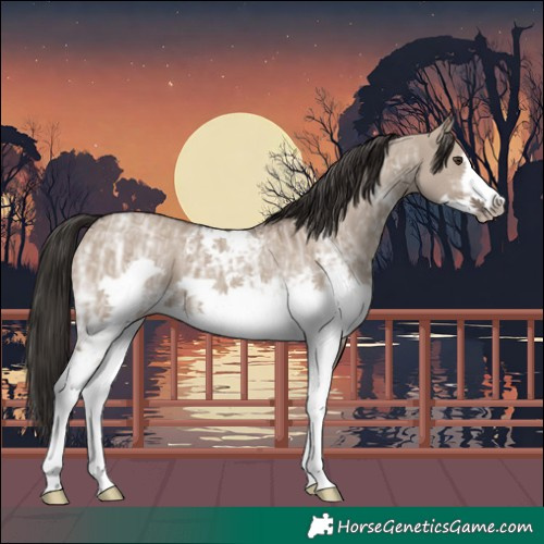 Horse Color:White Spotted Liver Red Dun Ice Frame