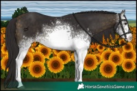 Horse Color:White Spotted Buckskin 