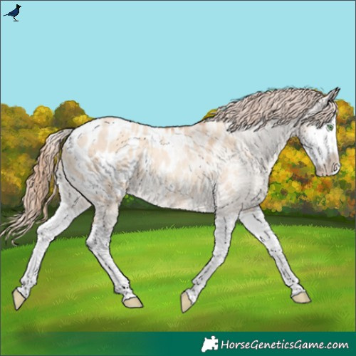 Horse Color:Gold Champagne Dun Splash Blanket Rabicano
