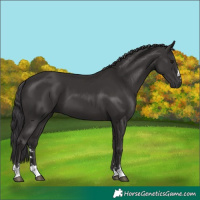Horse Color:Smoky Black 