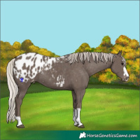 Horse Color:Silver Black Appaloosa Rabicano 