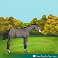 Horse Color:Grullo 