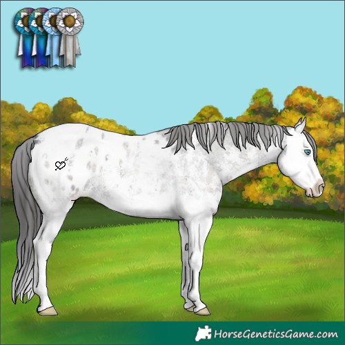 Horse Color:Blue Onyx Ice Roan Sabino Splash Appaloosa Rabicano 