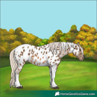 Horse Color:Chocolate Palomino Tobiano Near Leopard 