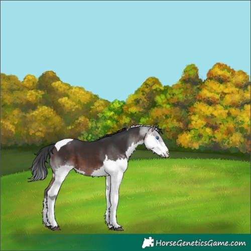 Horse Color:Brown Splash Tobiano