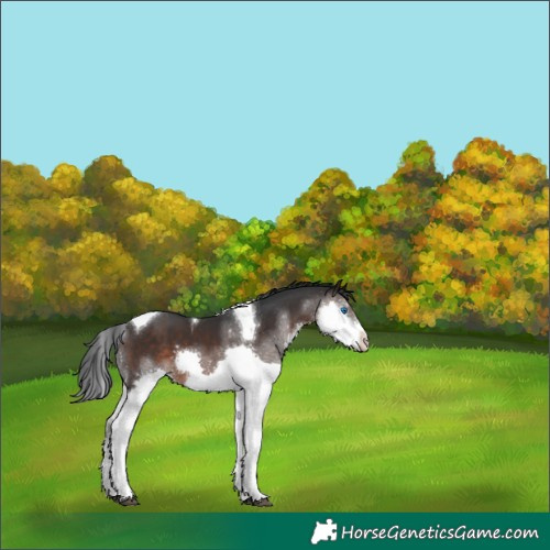 Horse Color:Brown Splash Tobiano 