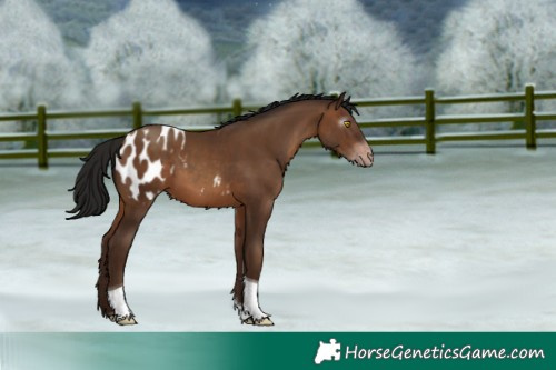 Horse Color:Gray Amber Champagne Tobiano Appaloosa 