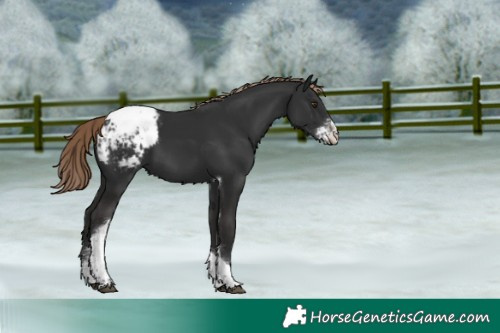 Horse Color:Liver Chestnut Sabino Tobiano Appaloosa