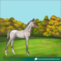 Horse Color:Silver Blue Roan Appaloosa 