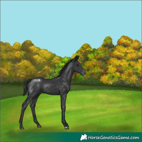 Horse Color:Black Appaloosa 