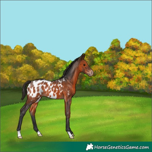 Horse Color:Brown Appaloosa 