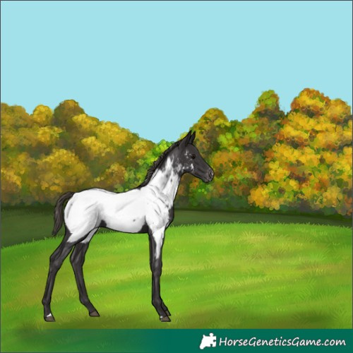 Horse Color:Smoky Black Appaloosa 