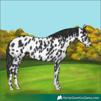 Horse Color:Black Appaloosa 