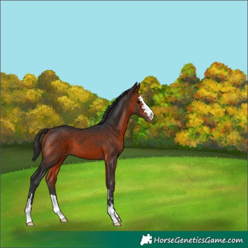 Horse Color:Bay Varnish 