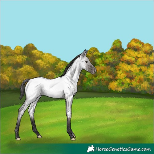 Horse Color:Smoky Blue Roan Near Fewspot 