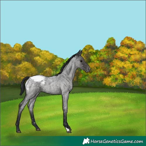 Horse Color:Blue Roan Snowcap 