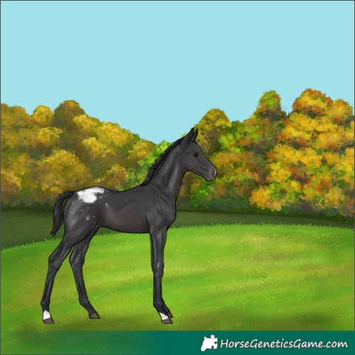 Horse Color:Black Snowcap 