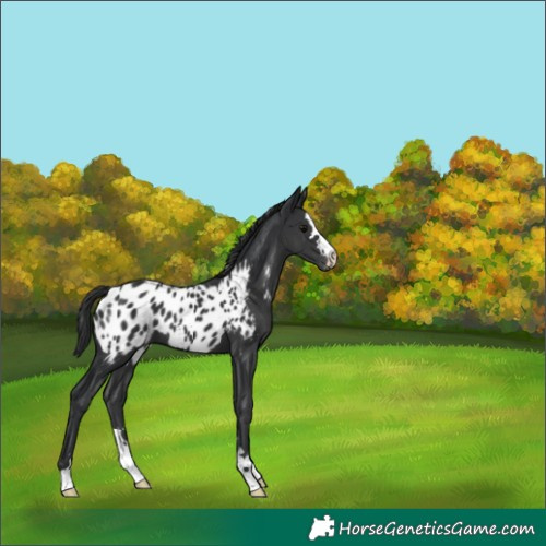 Horse Color:Black Appaloosa 