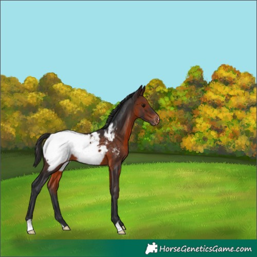 Horse Color:Brown Appaloosa 
