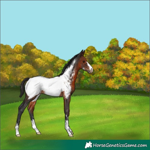 Horse Color:Brown Appaloosa 