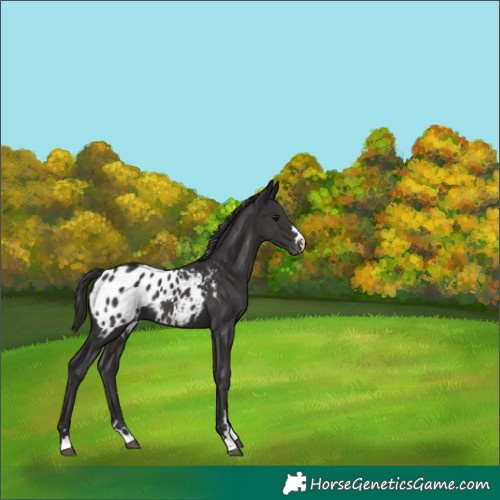 Horse Color:Smoky Black Blanket 
