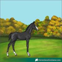 Horse Color:Black Appaloosa