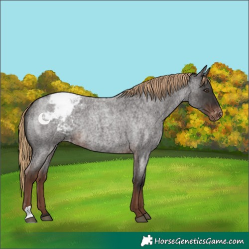 Horse Color:Liver Red Roan Appaloosa 