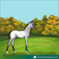 Horse Color:Smoky Blue Roan Appaloosa 
