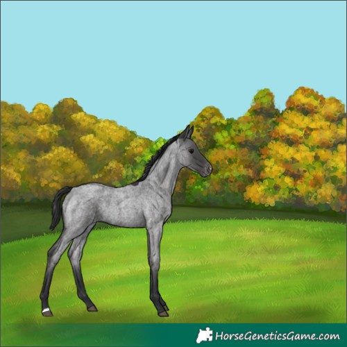 Horse Color:Blue Roan Varnish 