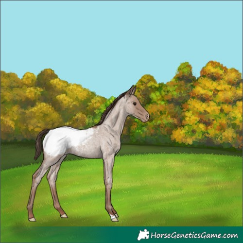 Horse Color:Classic Champagne Roan Snowcap 