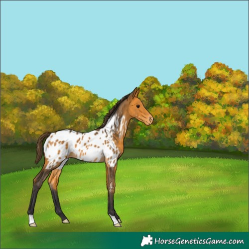 Horse Color:Buckskin Appaloosa 