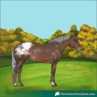 Horse Color:Silver Black Snowcap 