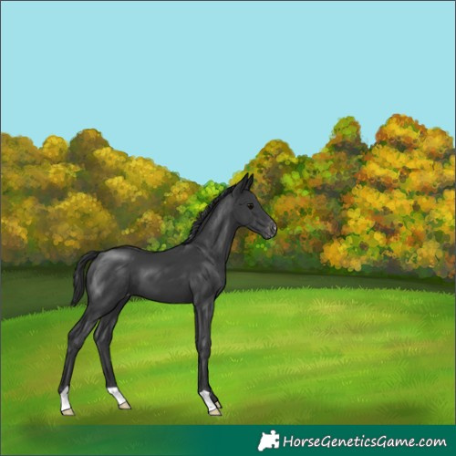 Horse Color:Black Appaloosa 