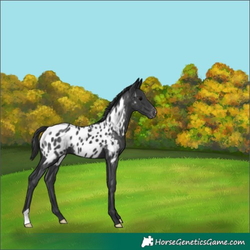 Horse Color:Black Near Leopard 
