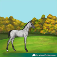 Horse Color:Blue Roan Appaloosa