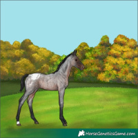 Horse Color:Brown Roan Appaloosa 