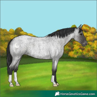 Horse Color:Blue Roan Varnish 