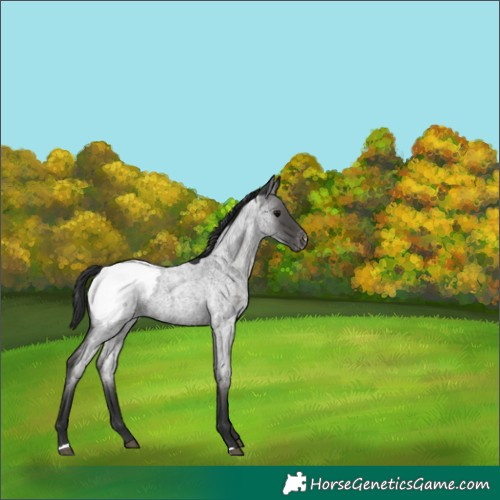 Horse Color:Blue Roan Snowcap 