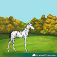 Horse Color:Black Appaloosa 