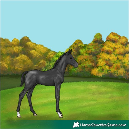 Horse Color:Black Appaloosa 