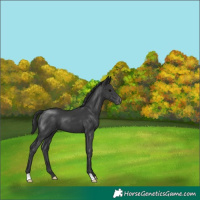 Horse Color:Black Appaloosa
