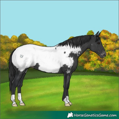Horse Color:Black Appaloosa 