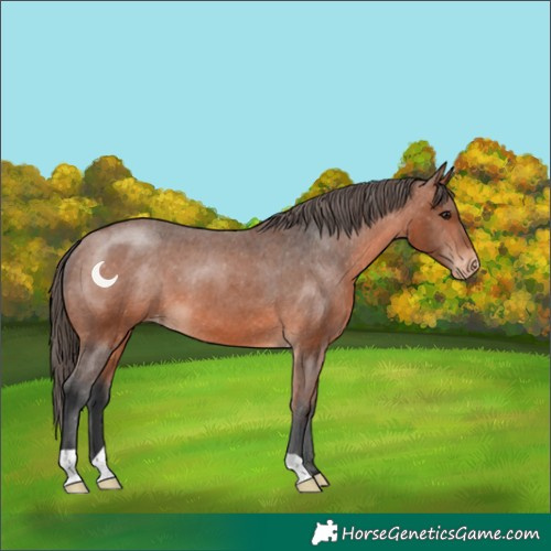 Horse Color:Bay Varnish