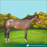 Horse Color:Bay Varnish